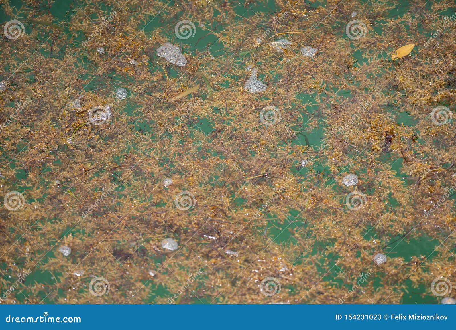 Seaweed Infested Waters in Miami Beach FL Stock Image Image of