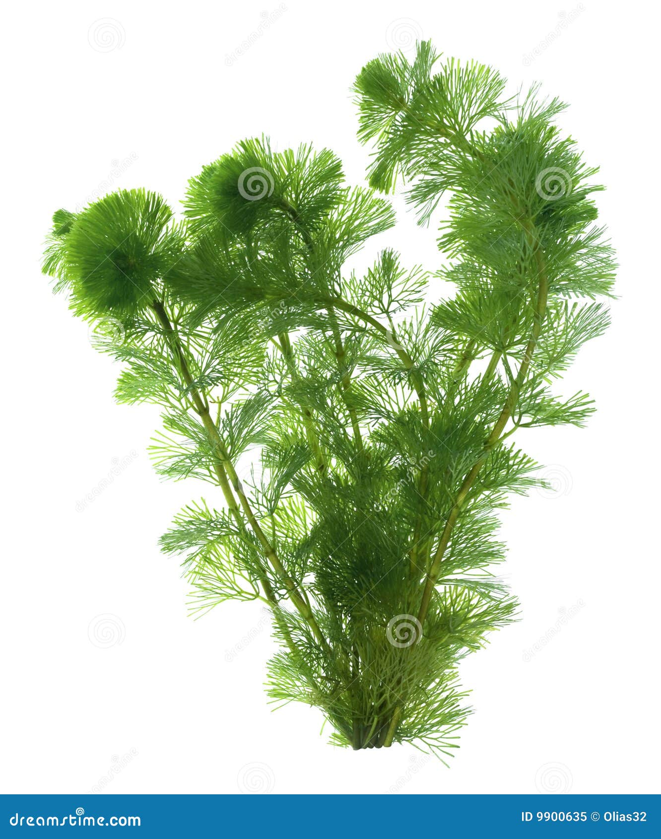 Seaweed isolated stock image. Image of aquatic, food, plant 9900635