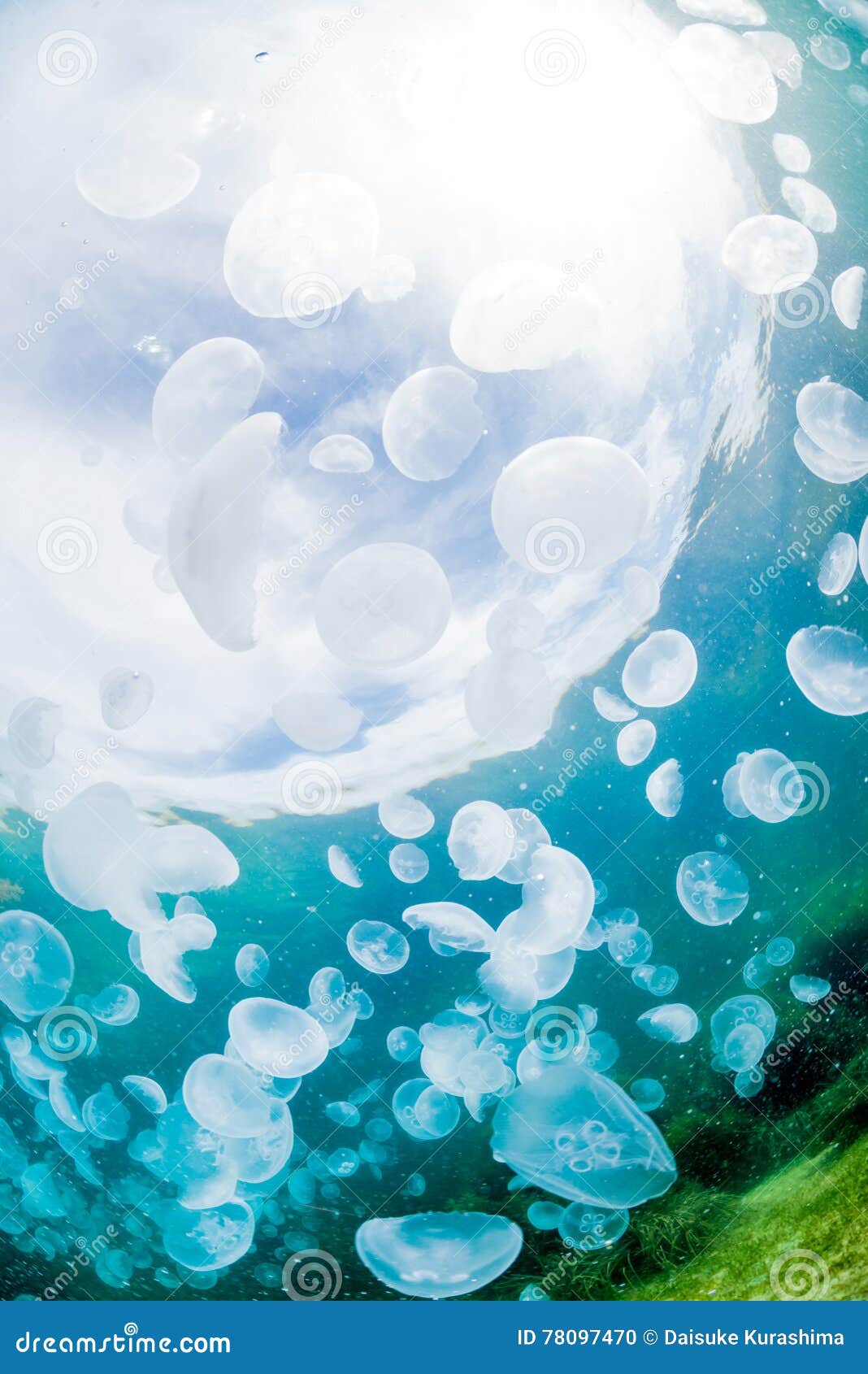 Seaweed and jellyfish stock photo. Image of fish, coral 78097470