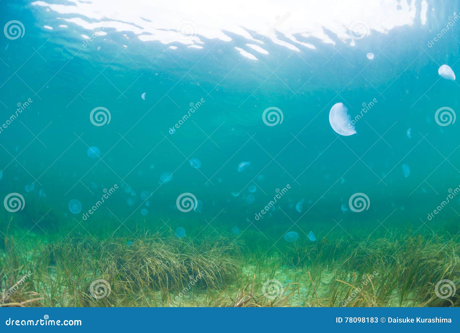 Seaweed and jellyfish stock image. Image of blue, shape 78098183