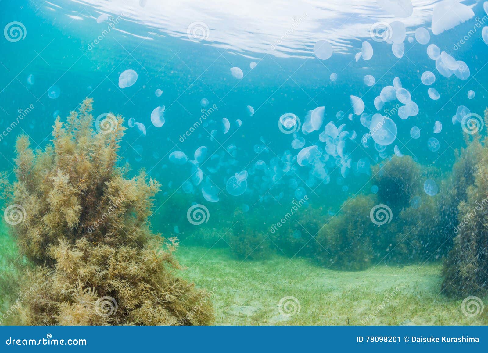 Seaweed and jellyfish stock image. Image of aquatic, ocean 78098201