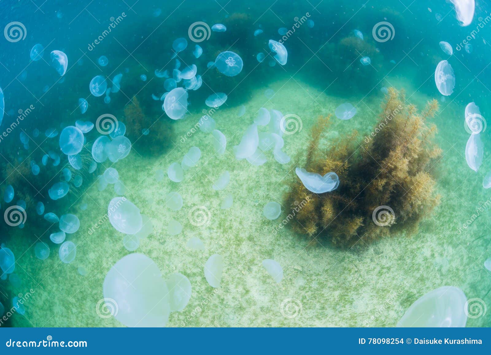 Seaweed and jellyfish stock photo. Image of shape, aquatic 78098254