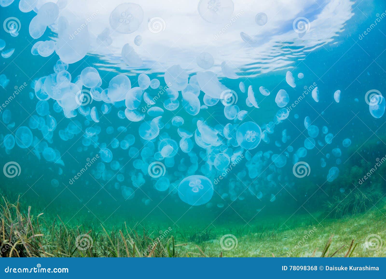 Seaweed and jellyfish stock photo. Image of bloom, jellyfish 78098368