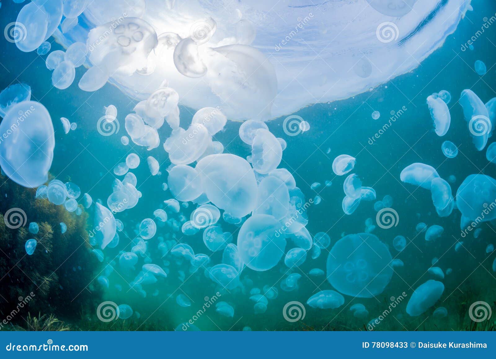 Seaweed and jellyfish stock image. Image of animal, bloom 78098433