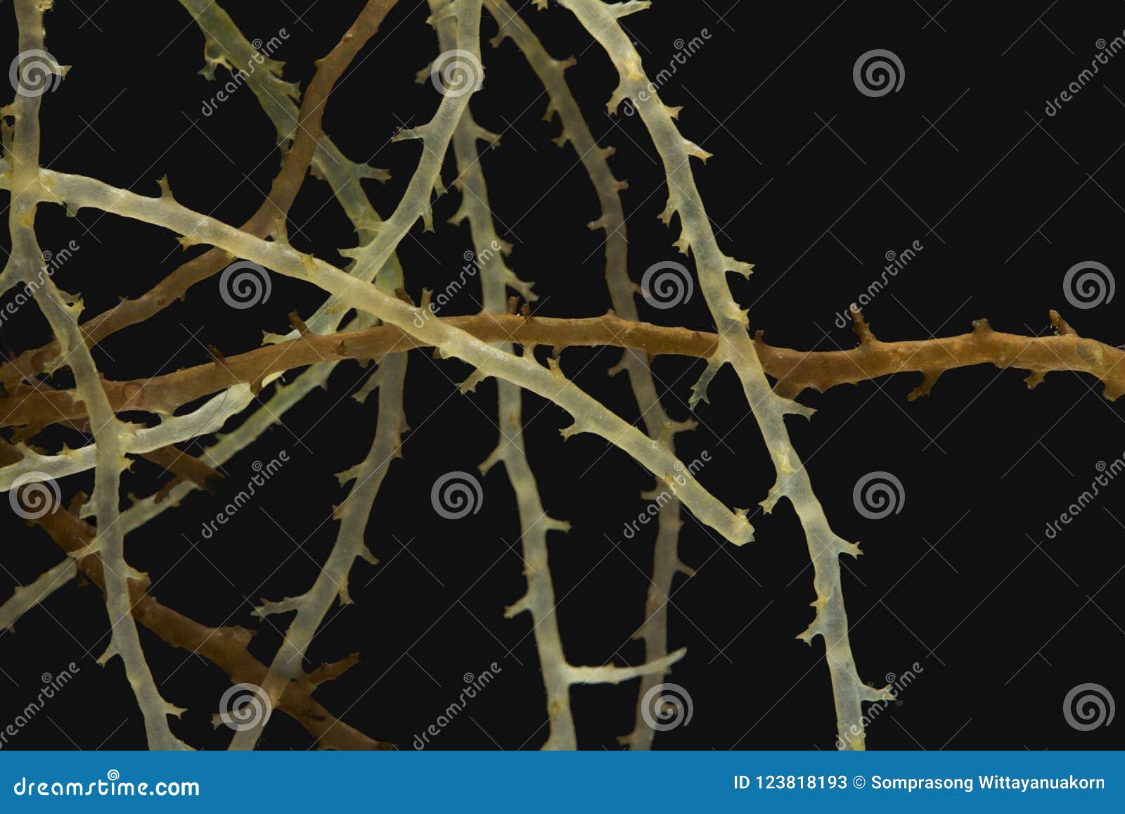 seaweed, marine algae, red algae with  on black backgr