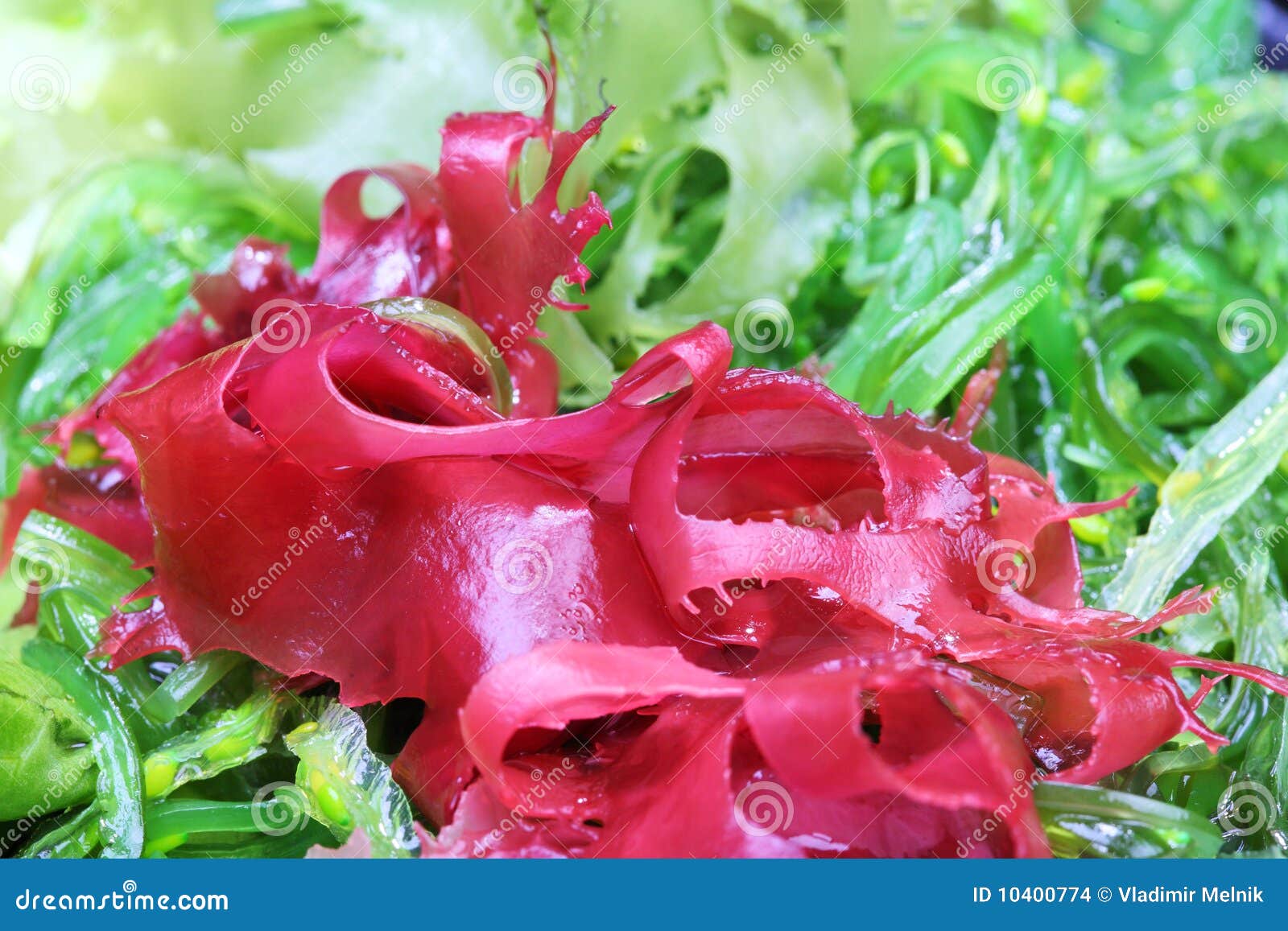 Seaweed Salad stock photo. Image of meal, nature, pink 10400774