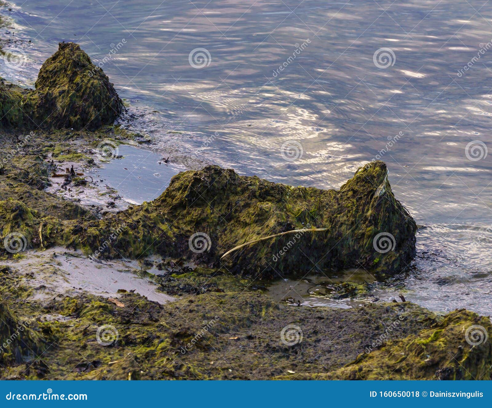 seaweed shows rinsed waterweeds