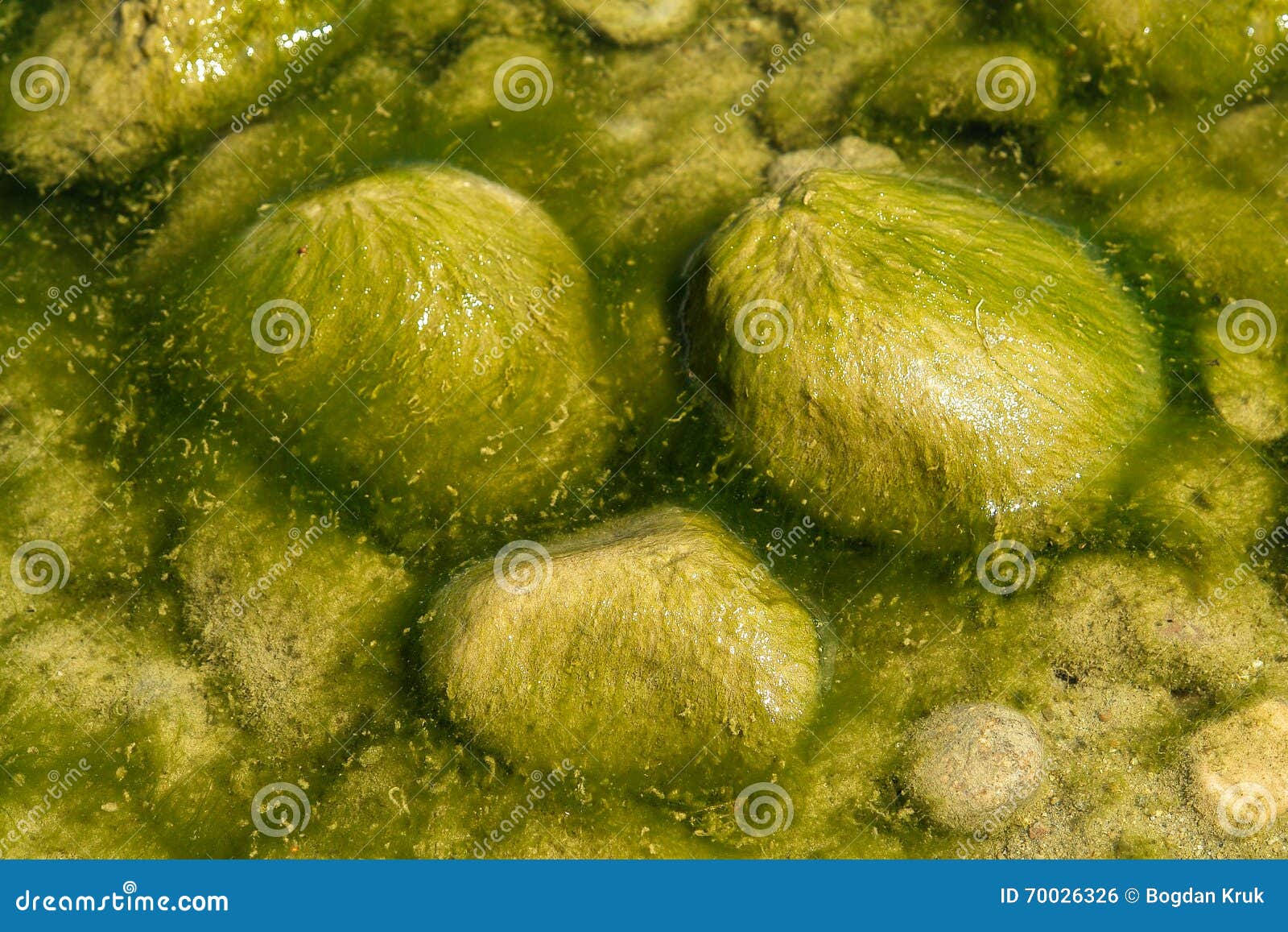 Seaweed stones stock photo. Image of stones, texture 70026326