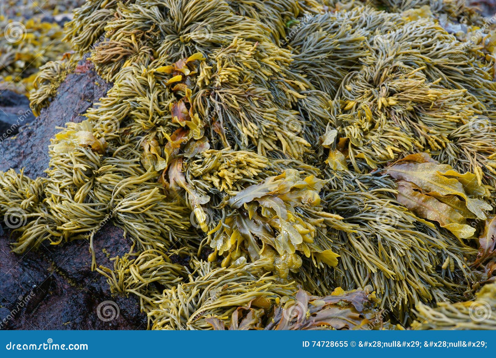 Seaweed stock image. Image of seashore, rocks, seaweed 74728655