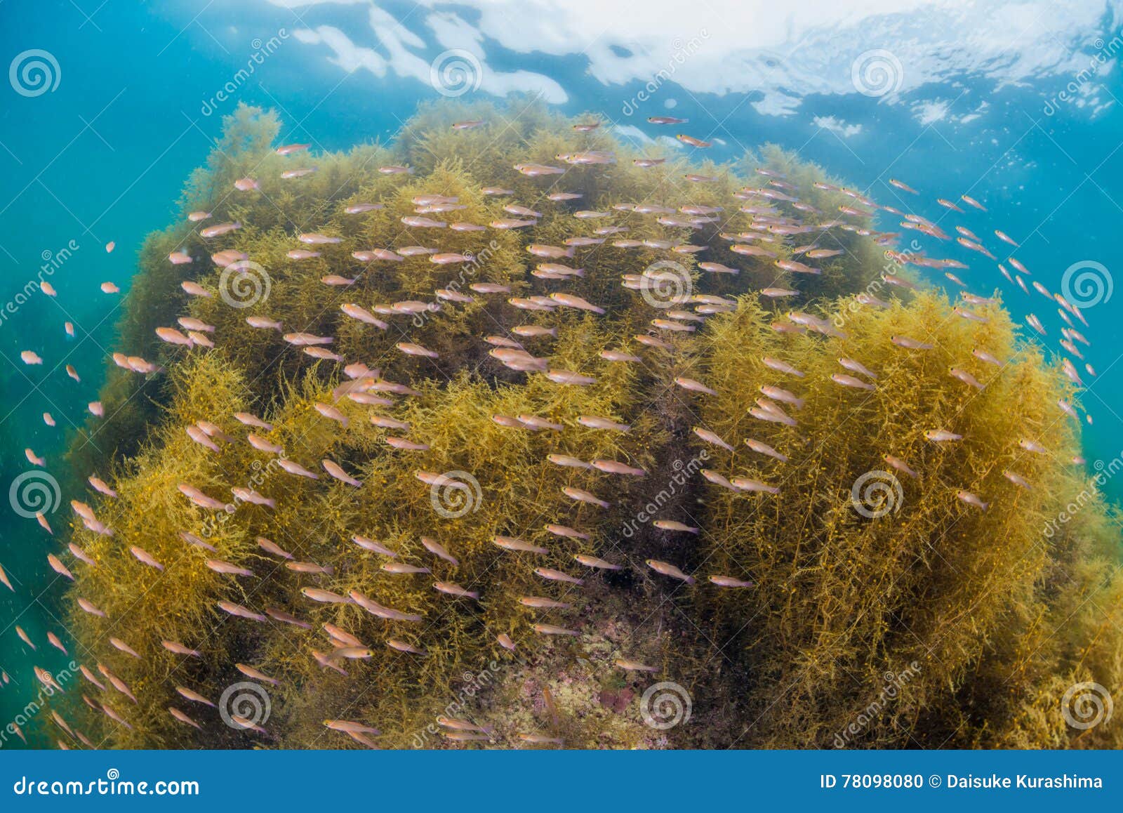 Seaweed and Sunlight stock photo. Image of pacific, plant 78098080