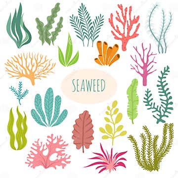 Seaweeds. Aquarium Plants, Underwater Planting Stock Vector ...