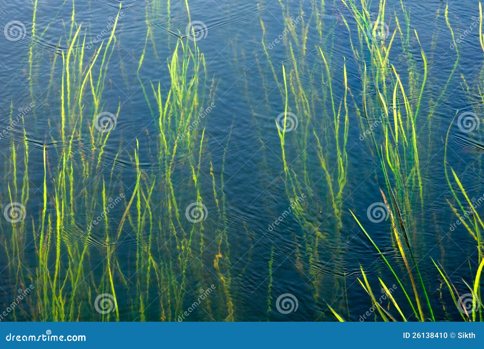 Seaweeds Growing Underwater Stock Photo Image of deep, grow 26138410