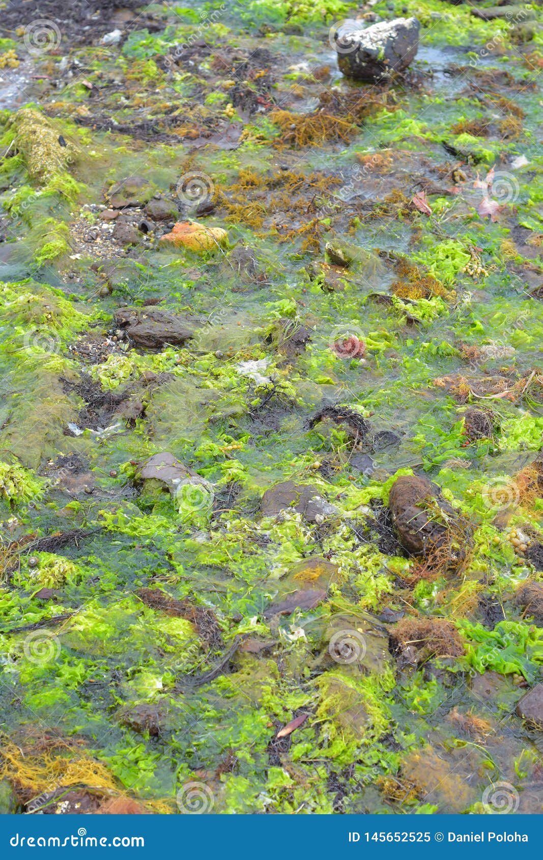 Seaweeds In Rock Pool At Low Tide Stock Image - Image of ...