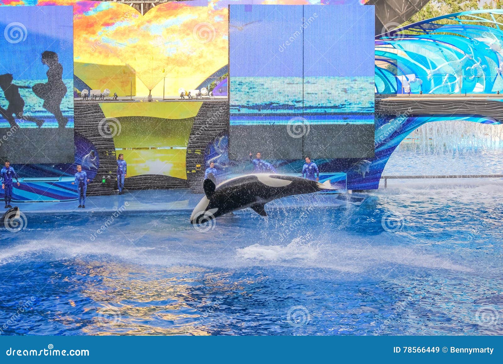 Seaworld killer whale editorial stock image. Image of danger - 78566449