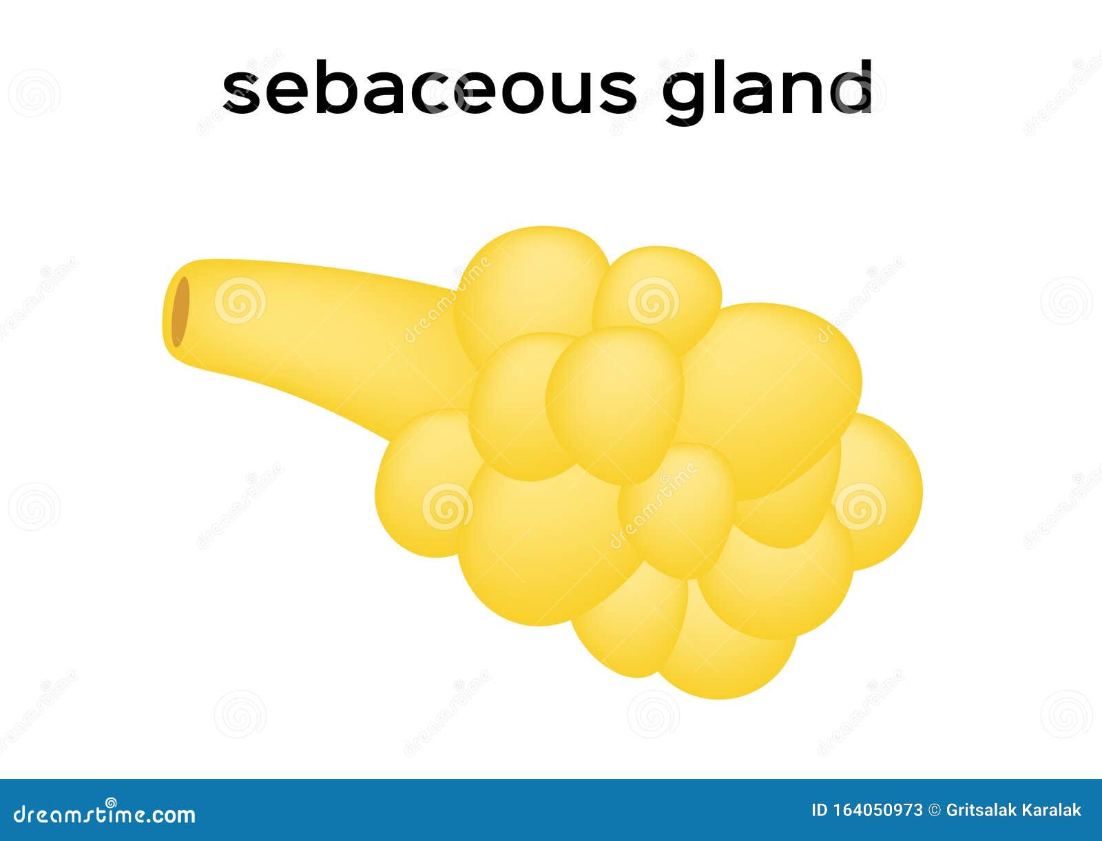Sebaceous Gland in Human Skin Stock Vector Biology Diagrams