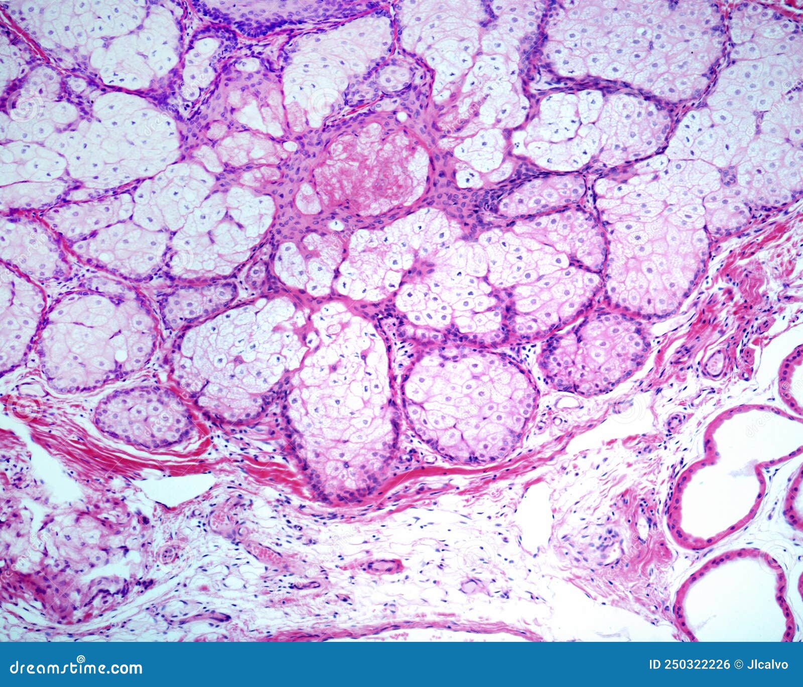 human sebaceous gland