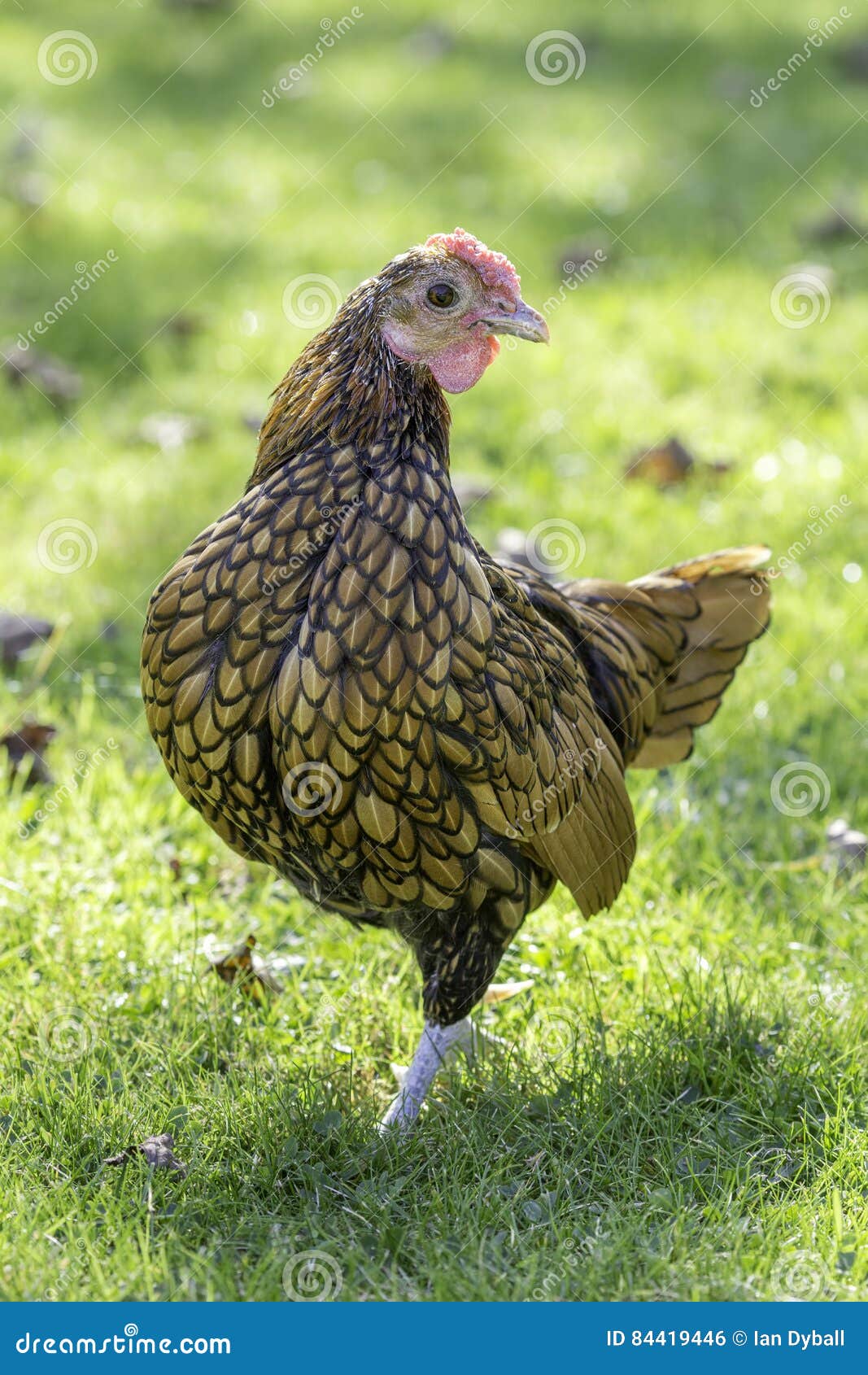 Sebright bantam chicken stock photo. Image of english 84419446