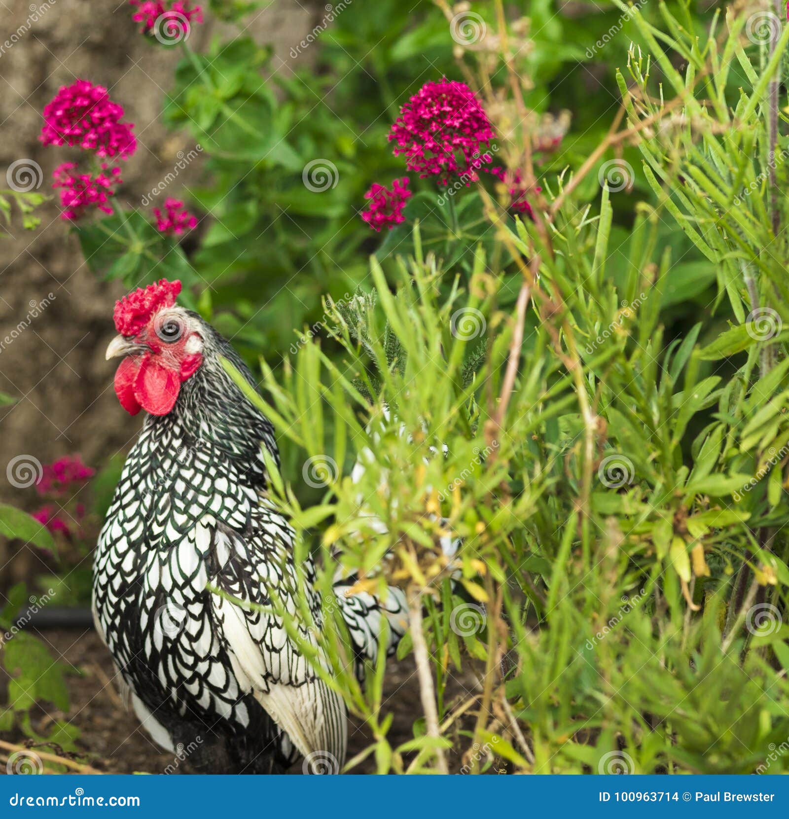 Sebright Chicken With Flowers In Garden Stock Photo Image Of