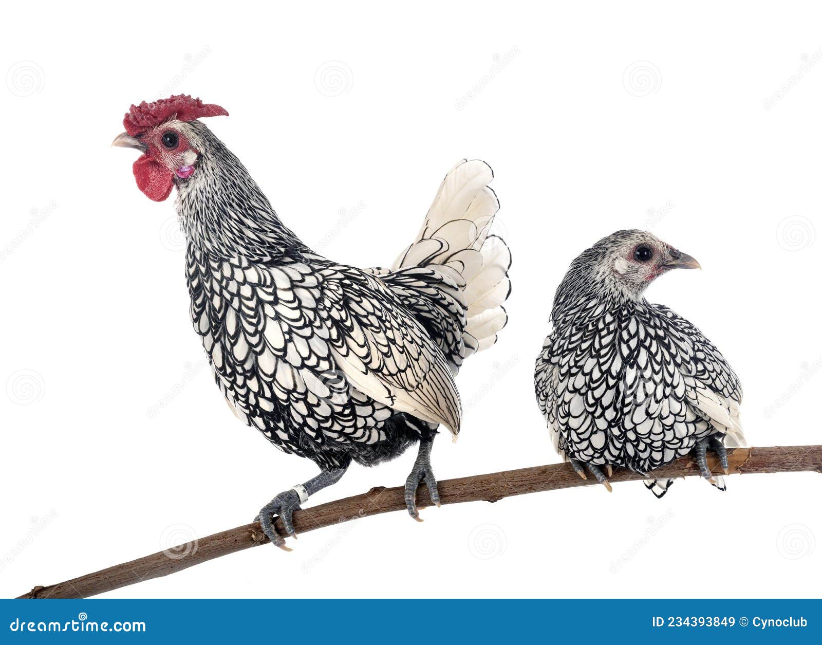 Sebright chicken in studio stock image. Image of animal 234393849