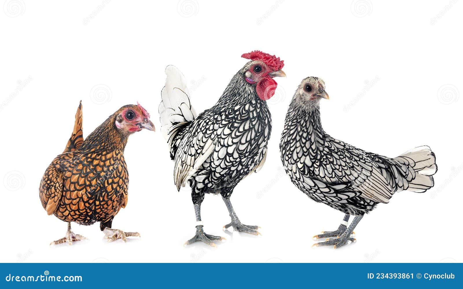 Sebright chicken in studio stock image. Image of isolated 234393861