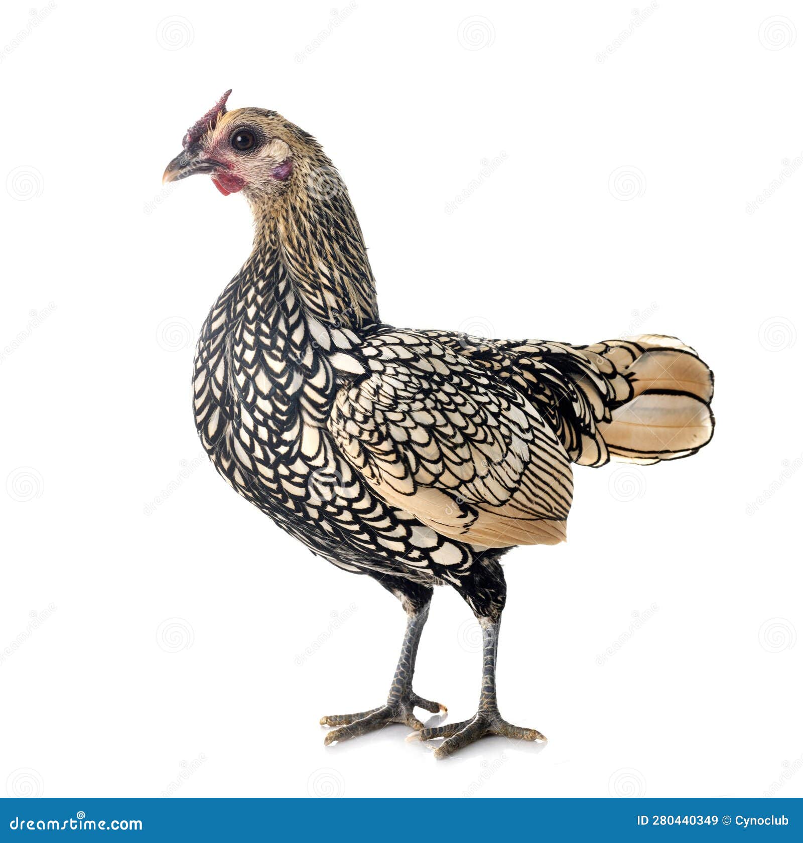 Sebright chicken in studio stock image. Image of gray 280440349