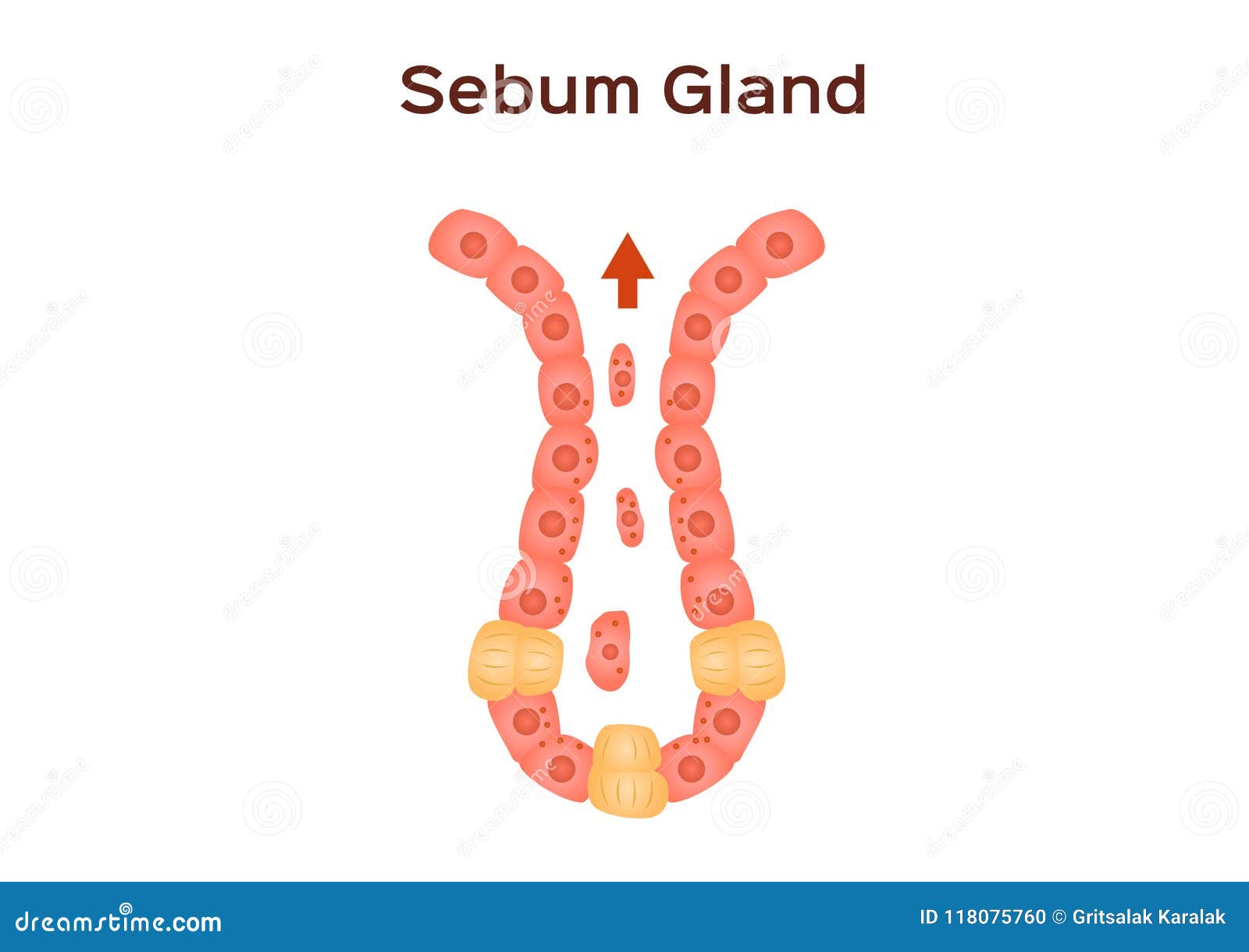 sebum oil gland in human skin