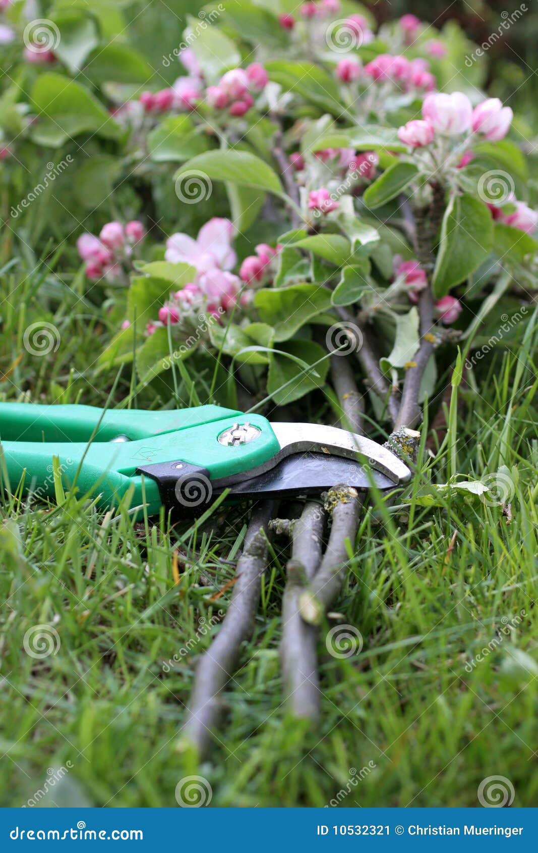 secateurs with apple branches