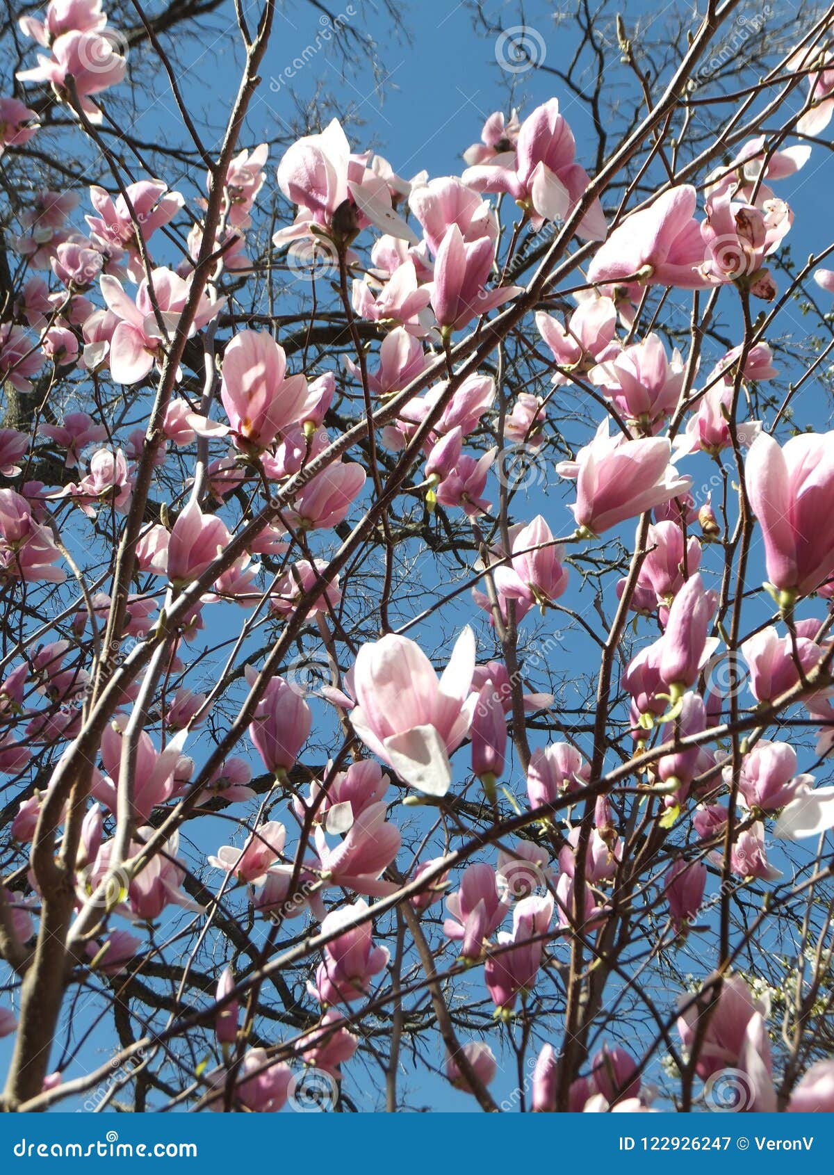 Sección De Un árbol Floreciente De La Magnolia Con Las Flores Rosas Claras  Iluminadas Por El Sol Imagen de archivo - Imagen de sunlit, cielo: 122926247