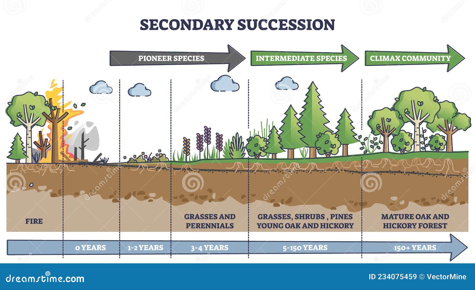 secondary succession as ecological recovery after wildfire outline diagram