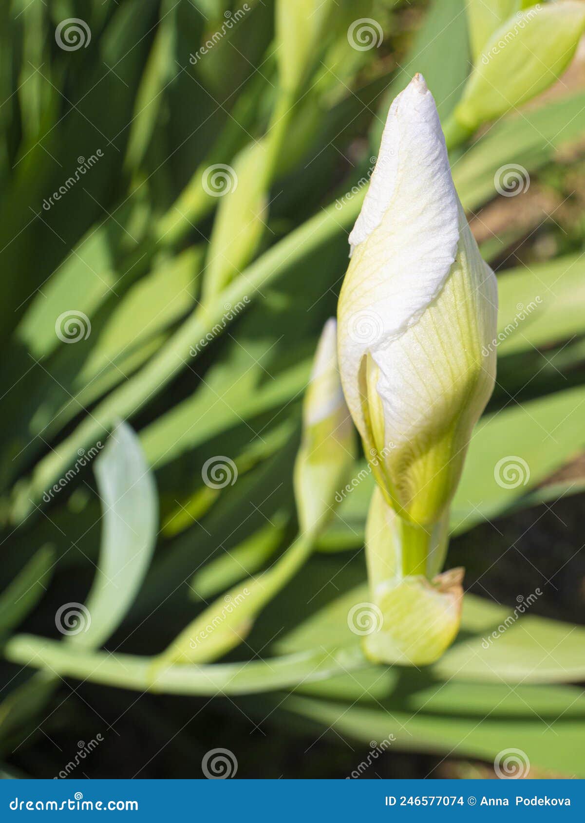 Secret Gardens of Abundant Life and Color, Village Vegetation in ...