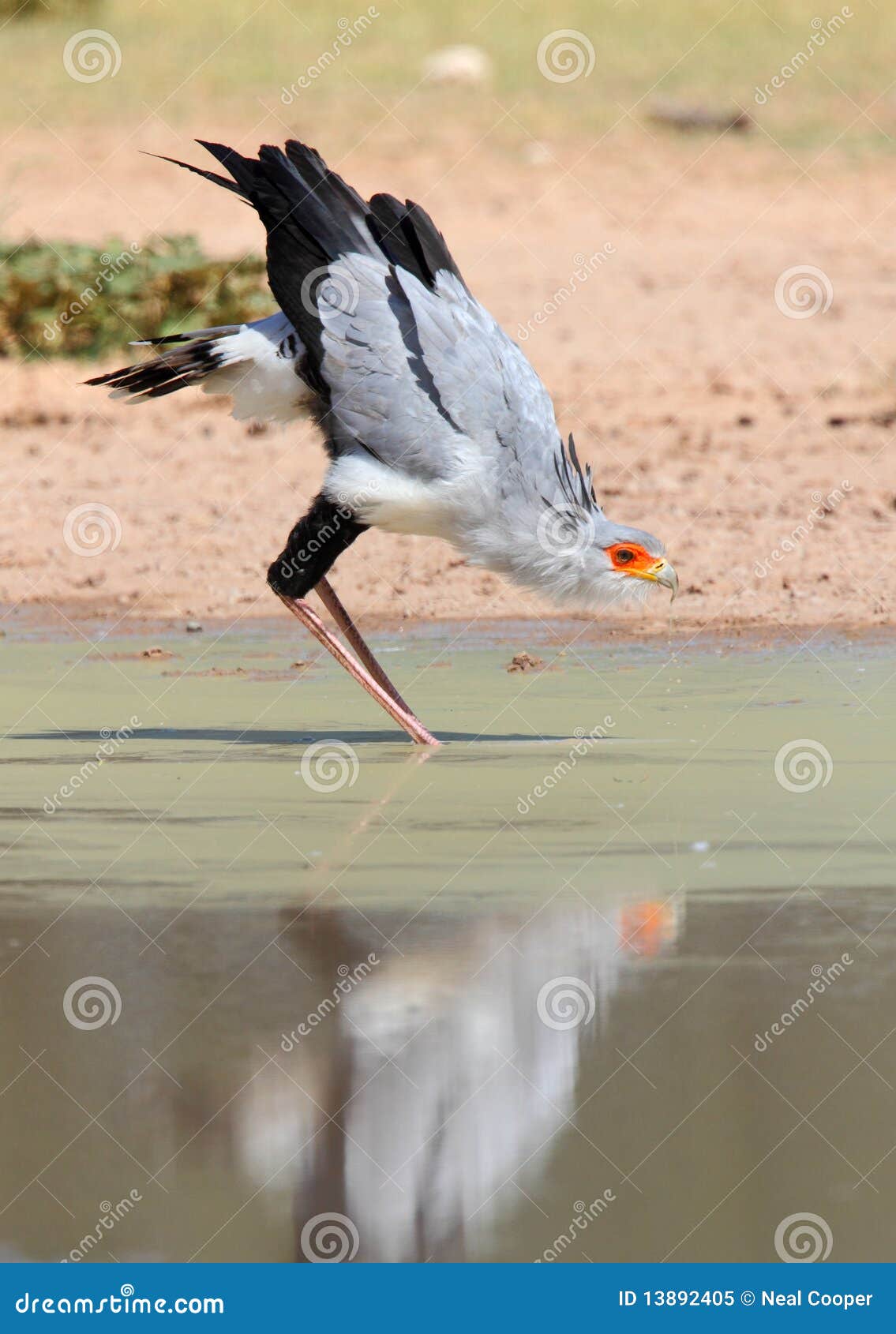 secretary bird reflection drinking water