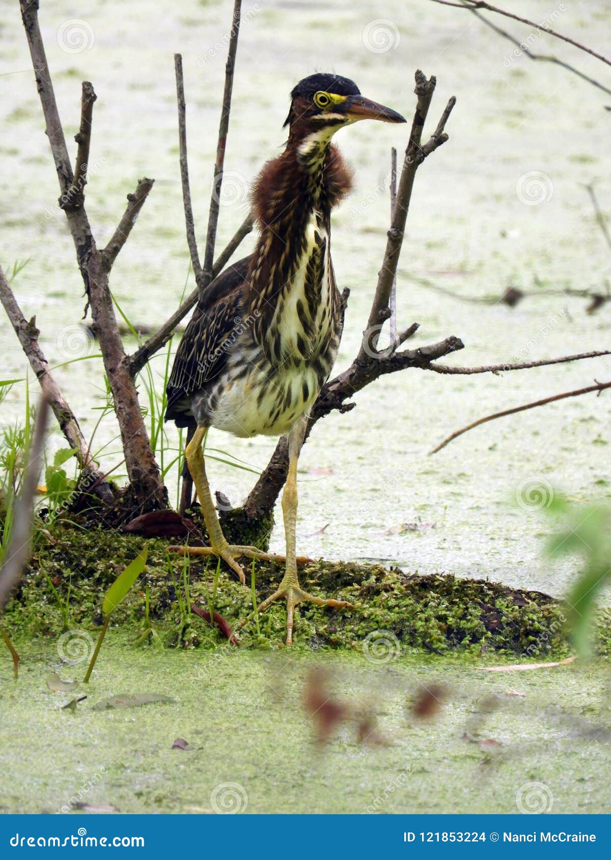 Green Heron Neck Outstretched during Hunting Stock Photo - Image of
