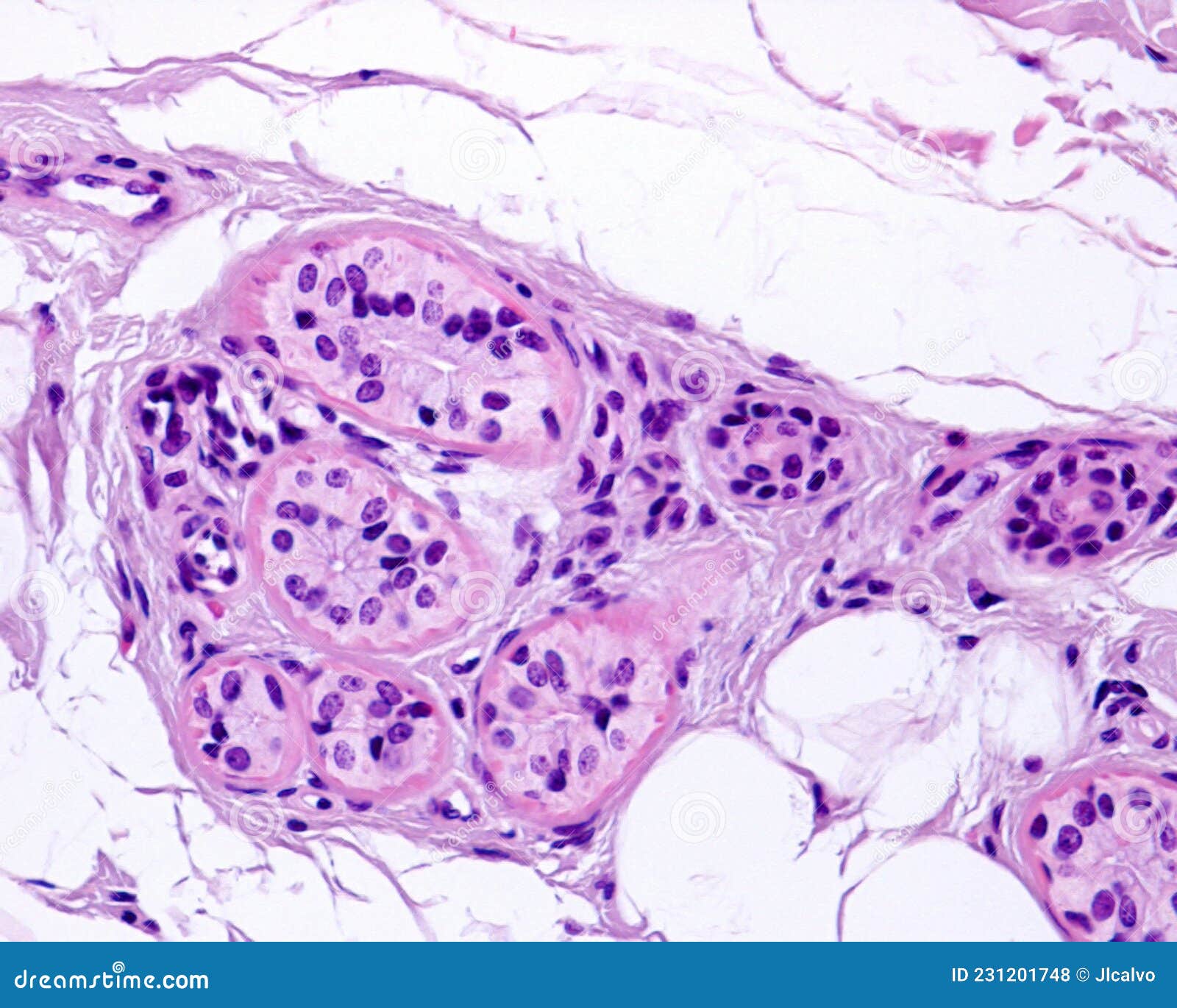 Eccrine Sweat Gland Secretory Unit Stock Photo Image Of Duct Cell