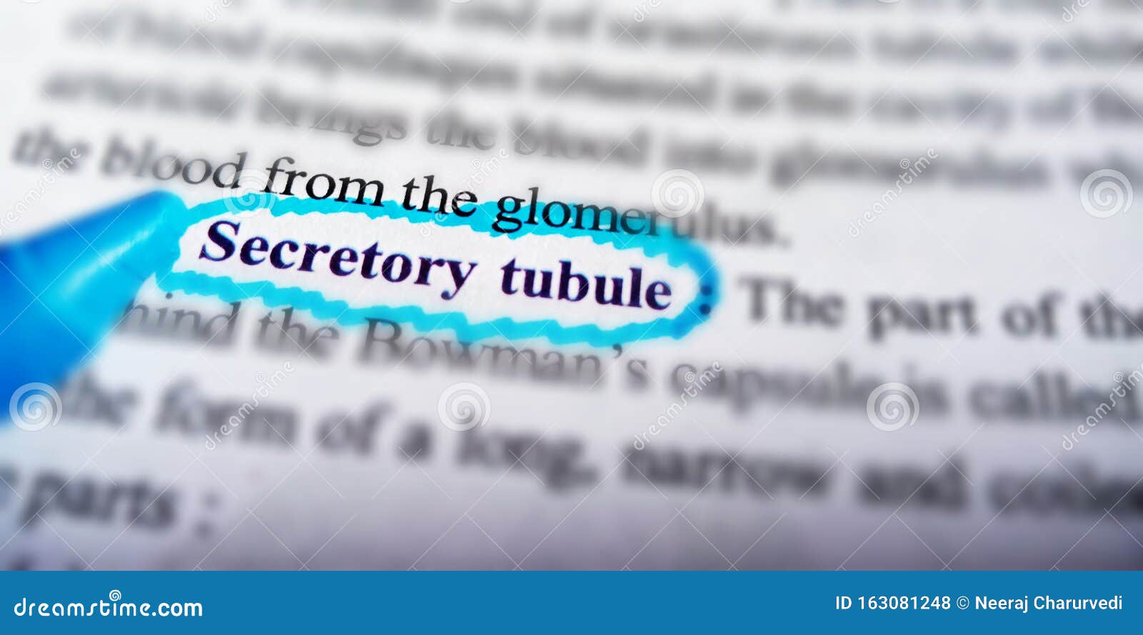 secretory tubule biological word displayed on blue colour covering text form on white paper sheet