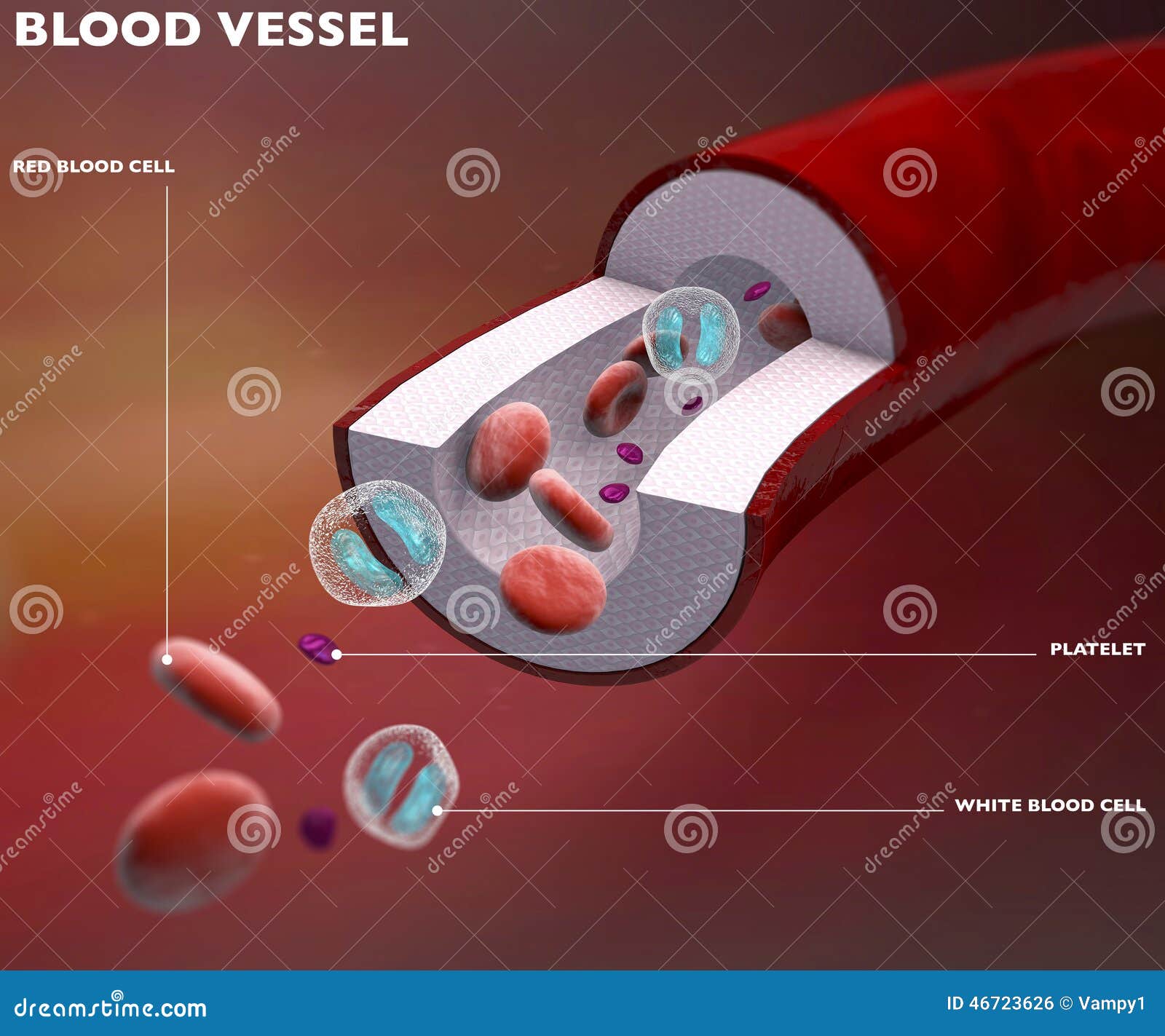 Section Blood Vessel Artery Stock Illustration Illustration of