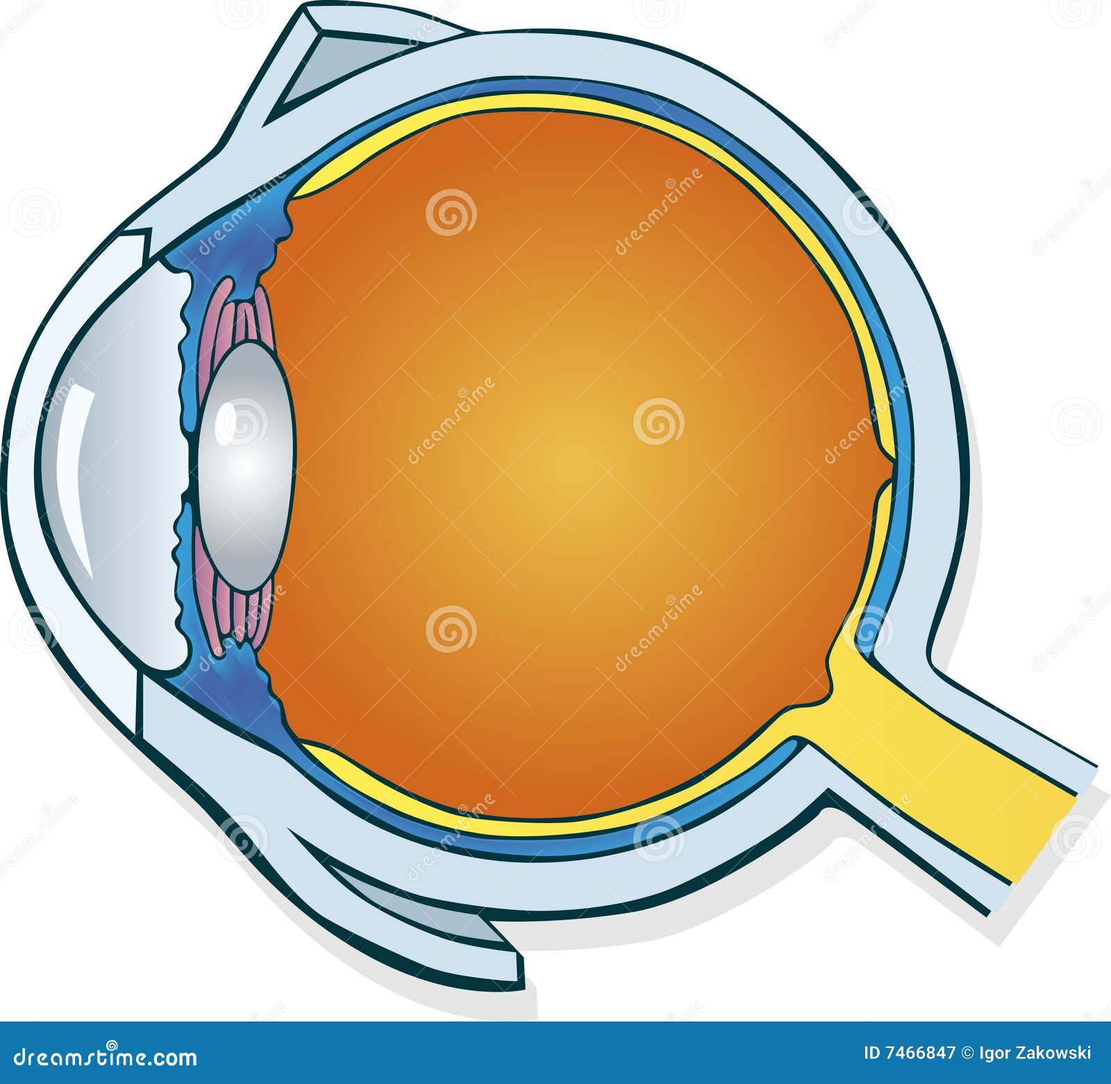 Section De Globe Oculaire Photographie stock libre de droits Image