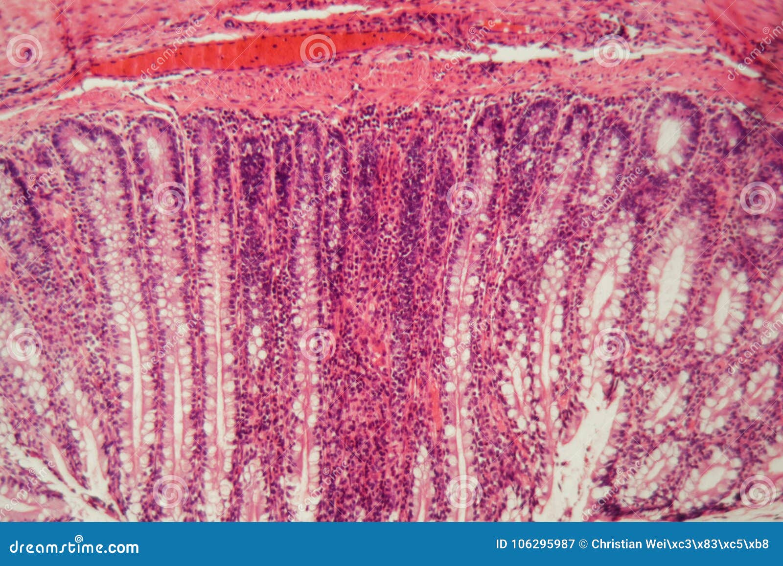 Section Of A Dog Ciliated Epithelium Stock Photography CartoonDealer