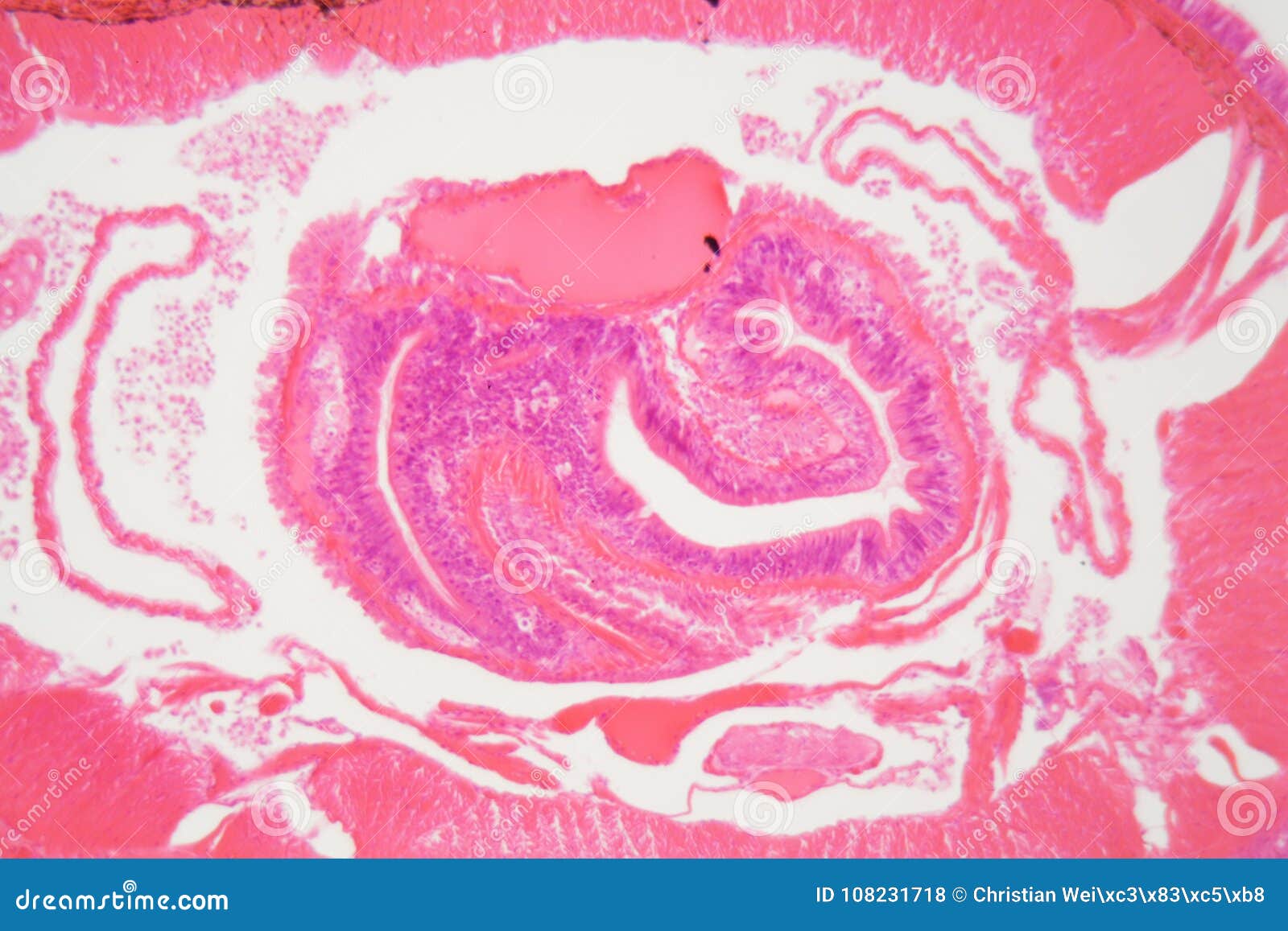 section of an earthworm under the microscope