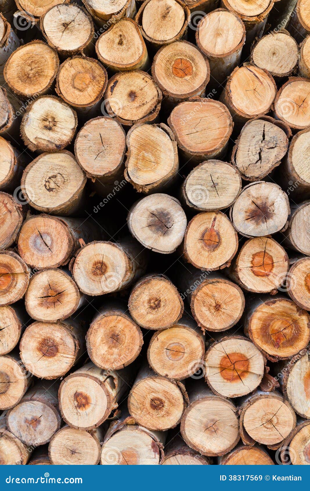 Section of eucalyptus logs stock image. Image of circle 38317569
