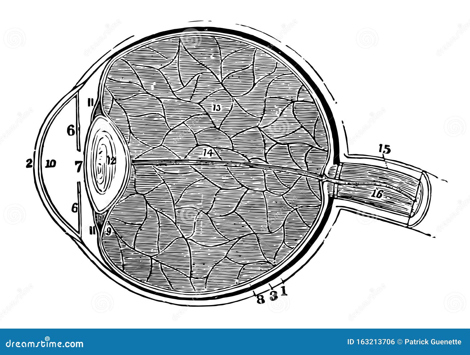 A Section of the Eye, Vintage Illustration Stock Vector Illustration