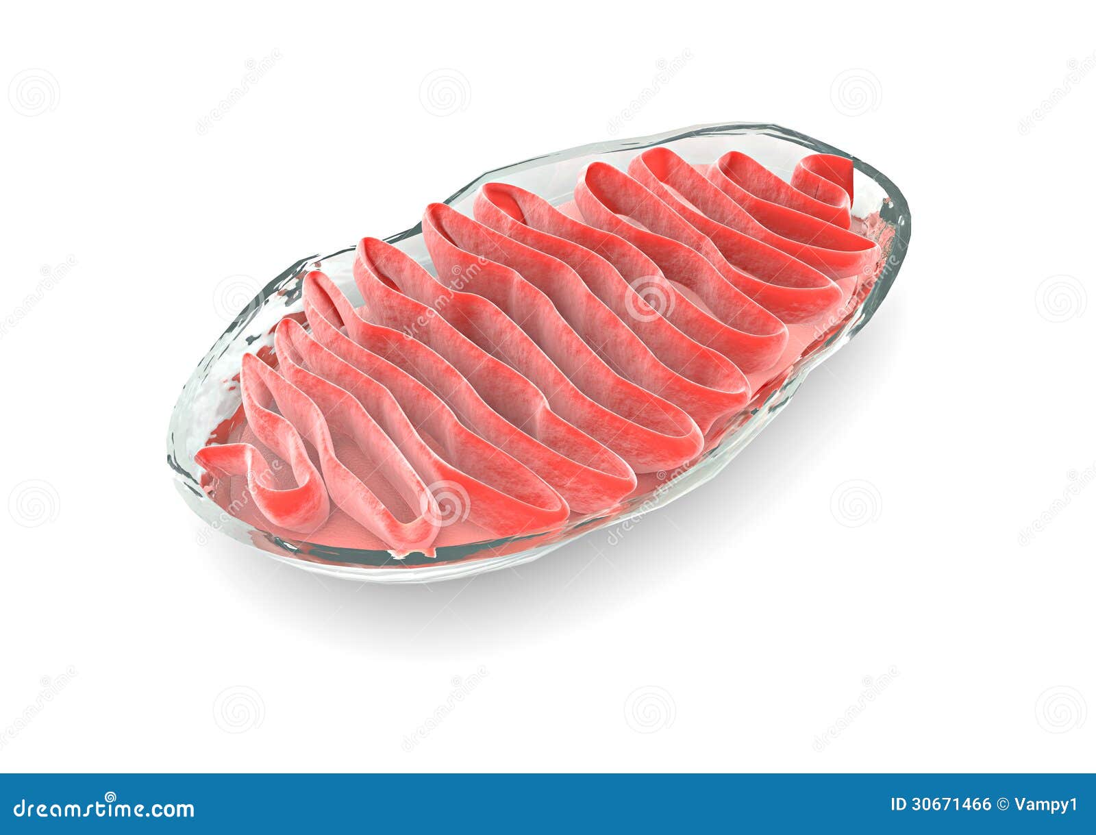 section mitochondria, cell