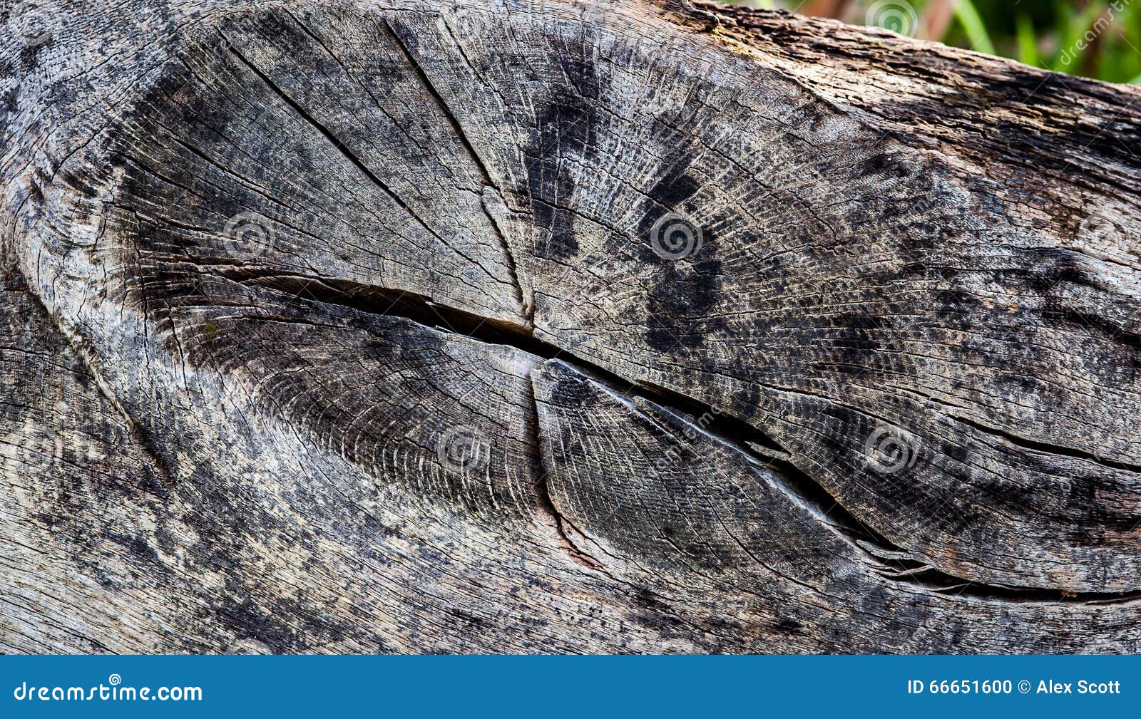 Section through pine log stock photo. Image of plank - 66651600