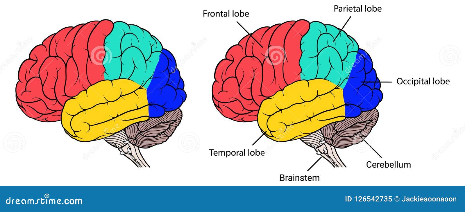 Sections Of Human Brain Anatomy Side View Flat Stock