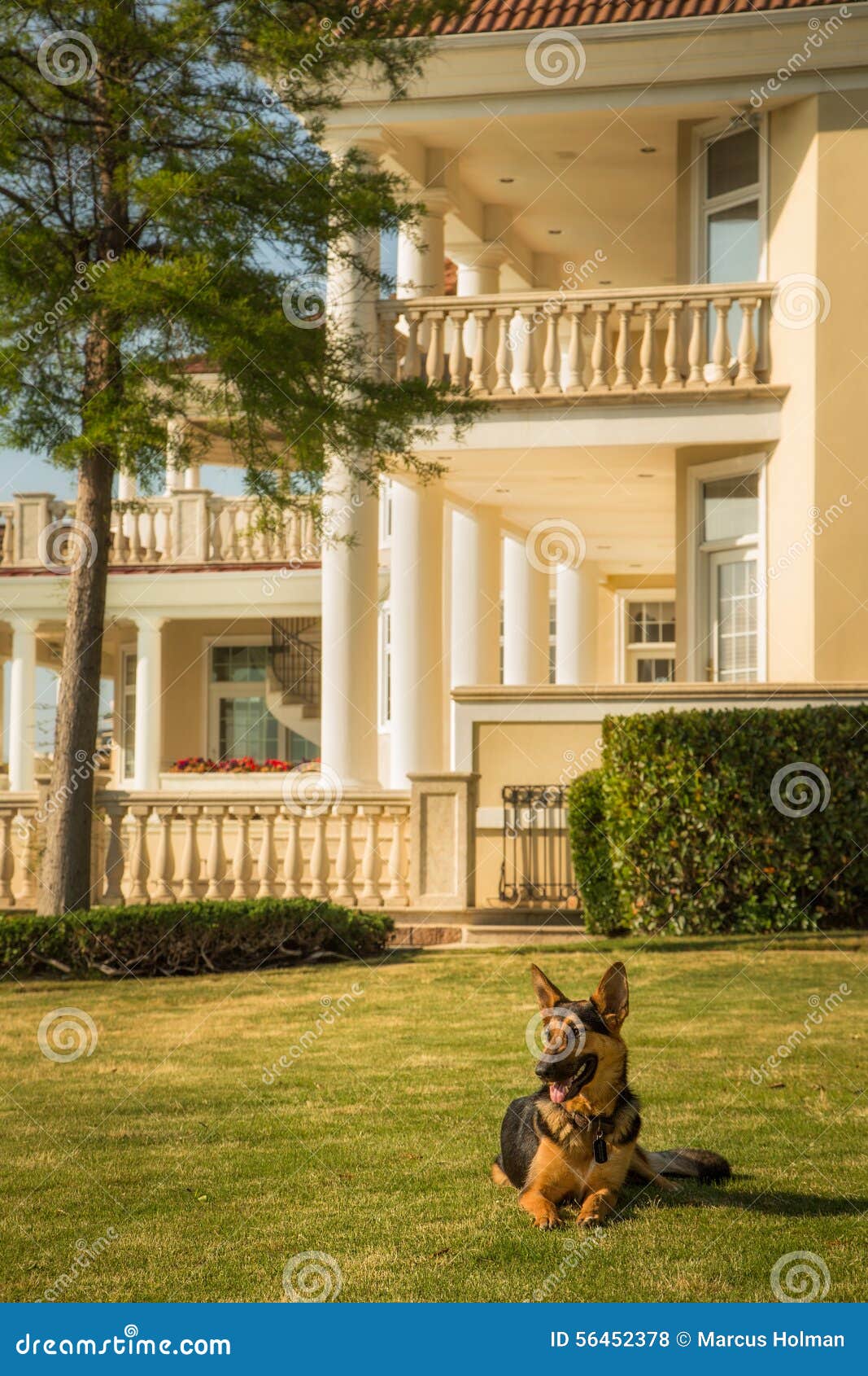 Security Dog stock photo. Image of mansion, gaurd, security 56452378
