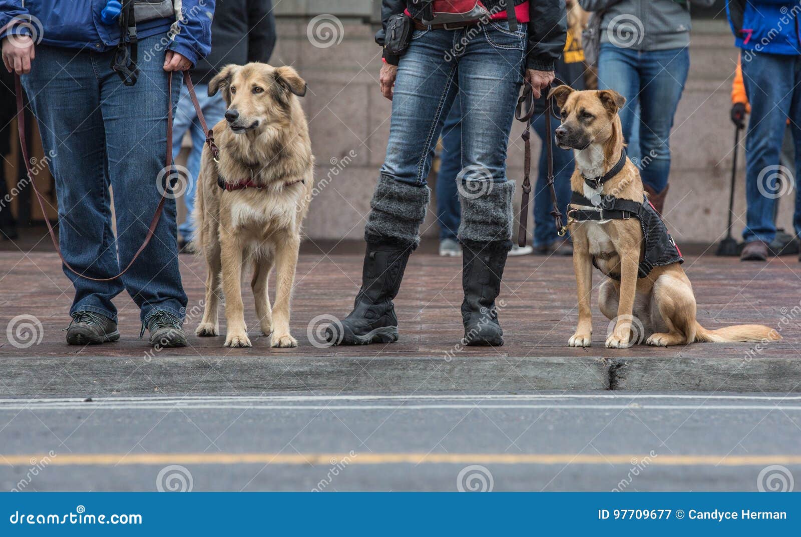 Security Dogs at Local Parade Editorial Photography Image of looking