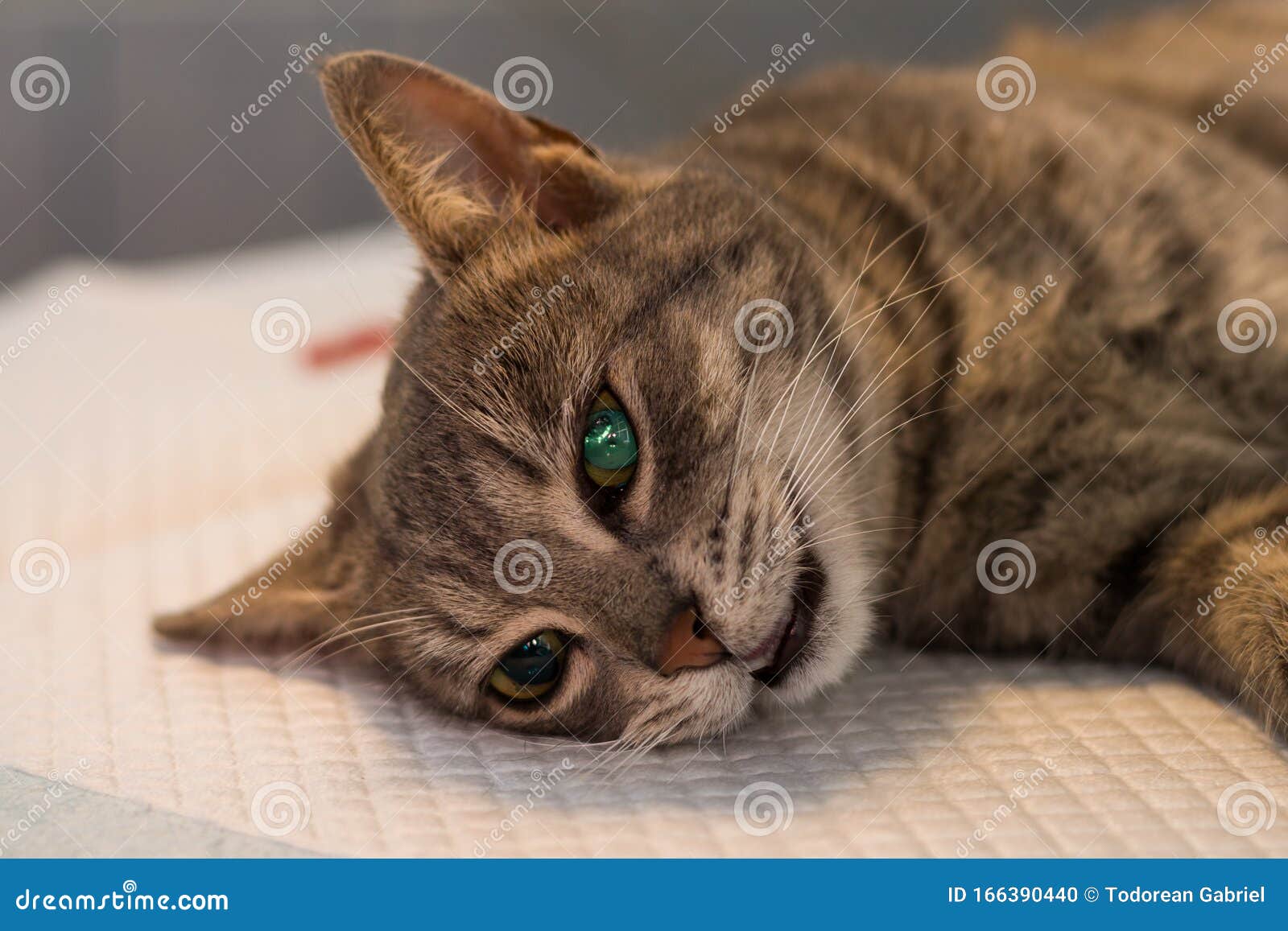 What does a sedated cat look like