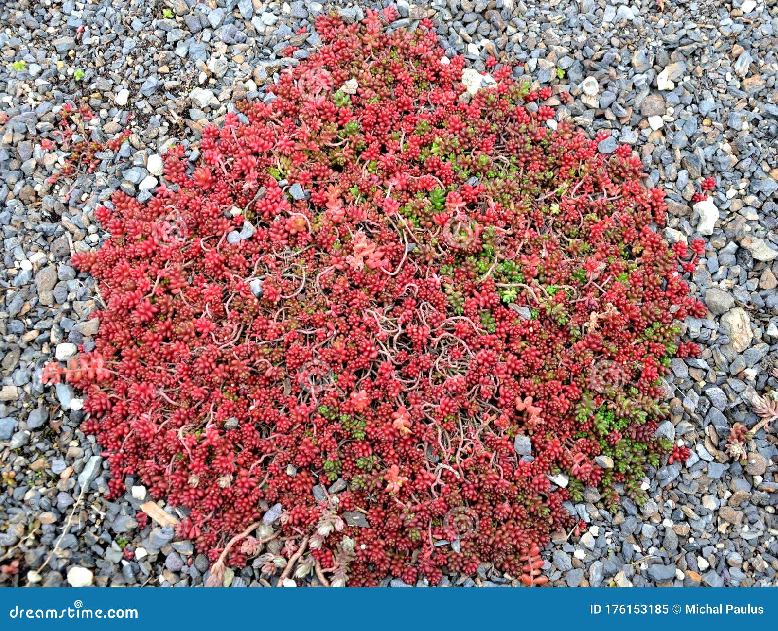 Sedum Album Red Carpet Ground Cover Roof Garden Gray Gravel Red Low Stock Image Image Of Sedum Cover 176153185