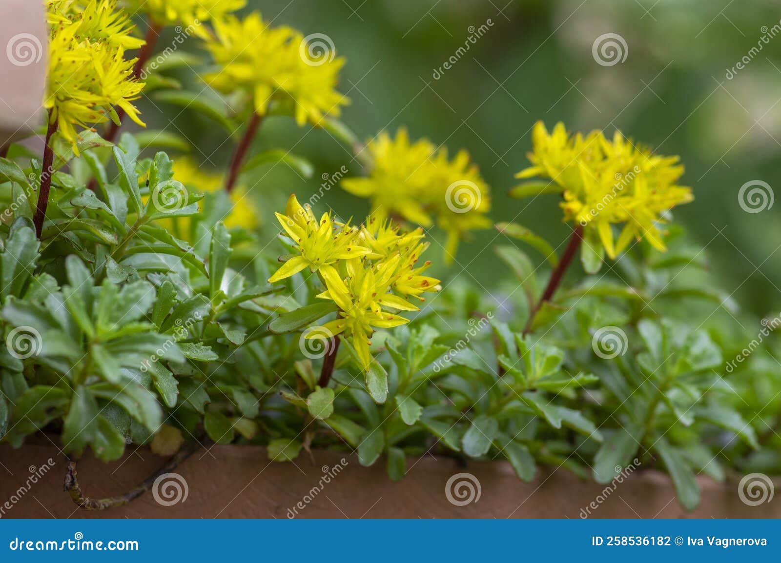Sedum Floriferum Bright Yellow Orange Stonecrop Flowers in Bloom, Small ...