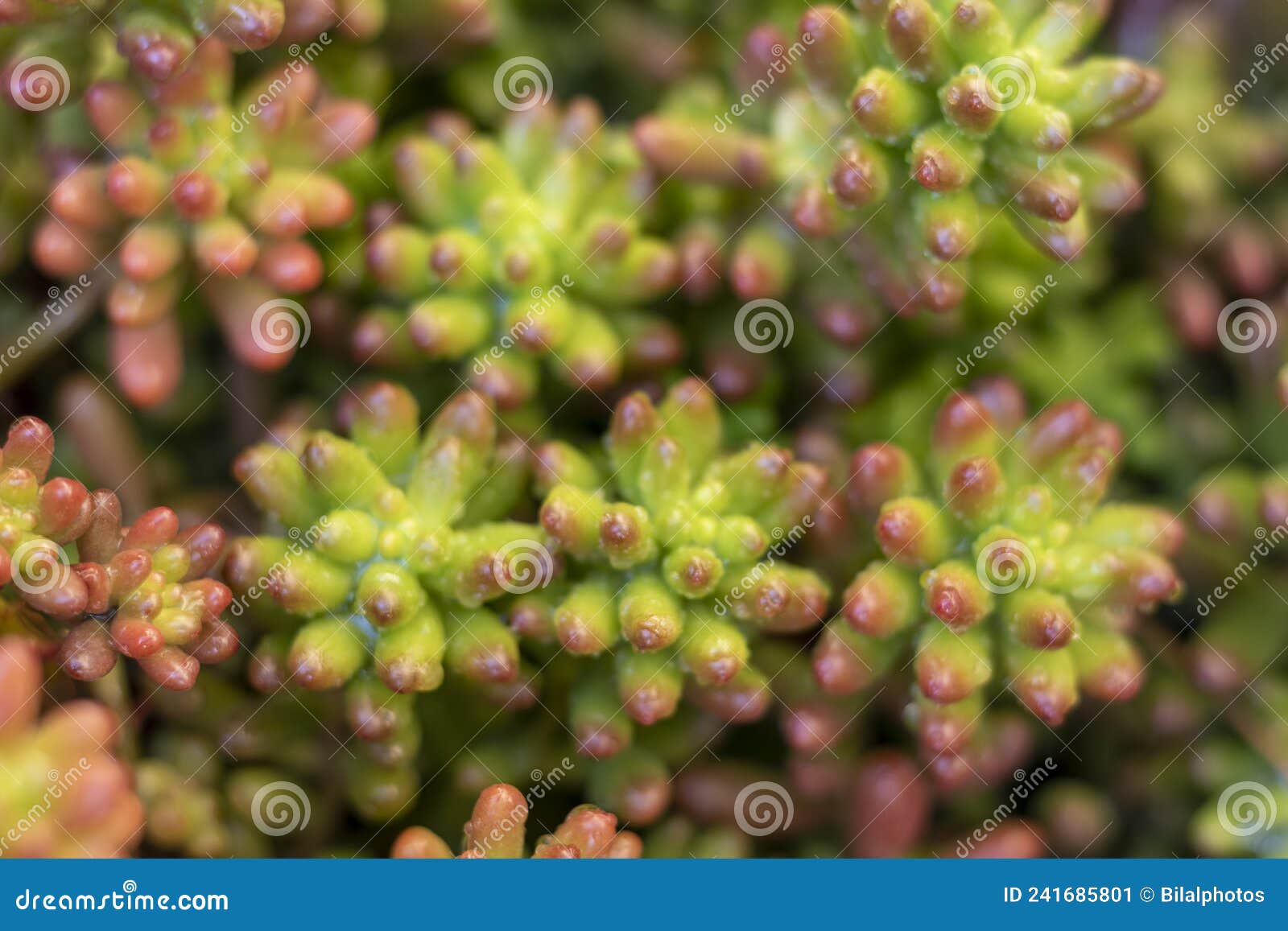 Sedum Rubrotinctum Pork and Beans Plant Stock Image Image of sedum