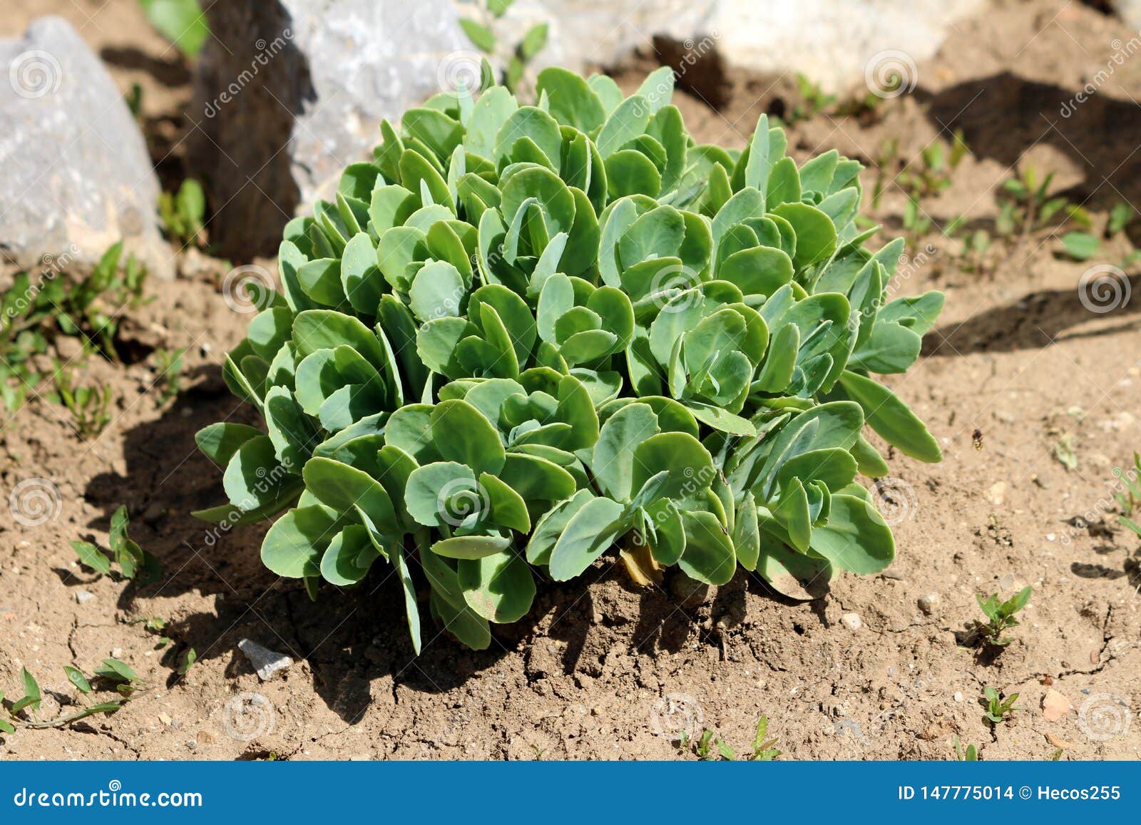 Succulent Ground Cover Royalty-Free Stock Photography | CartoonDealer ...